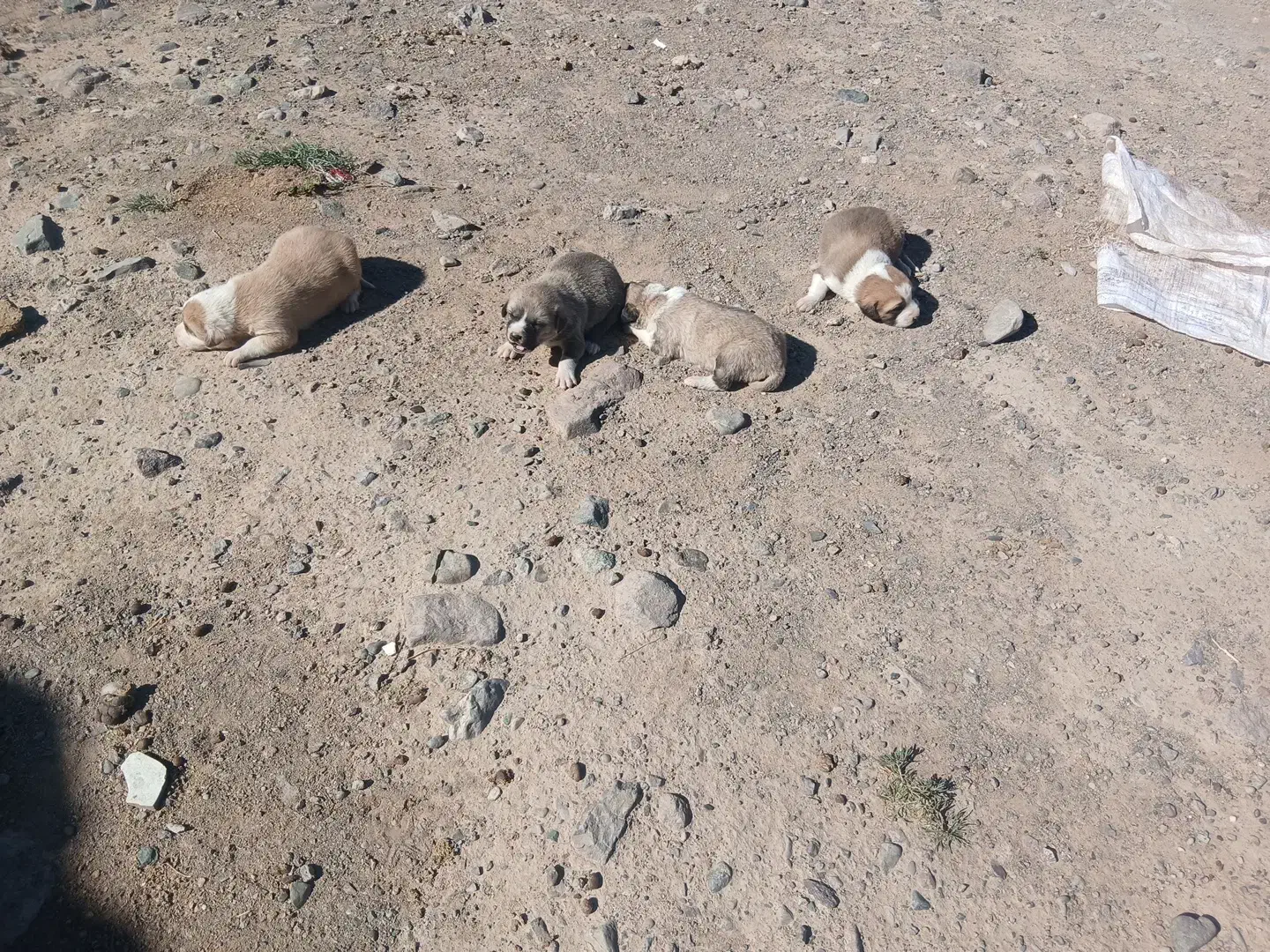 سگ فروشی|سگ|سربیشه, |دیوار