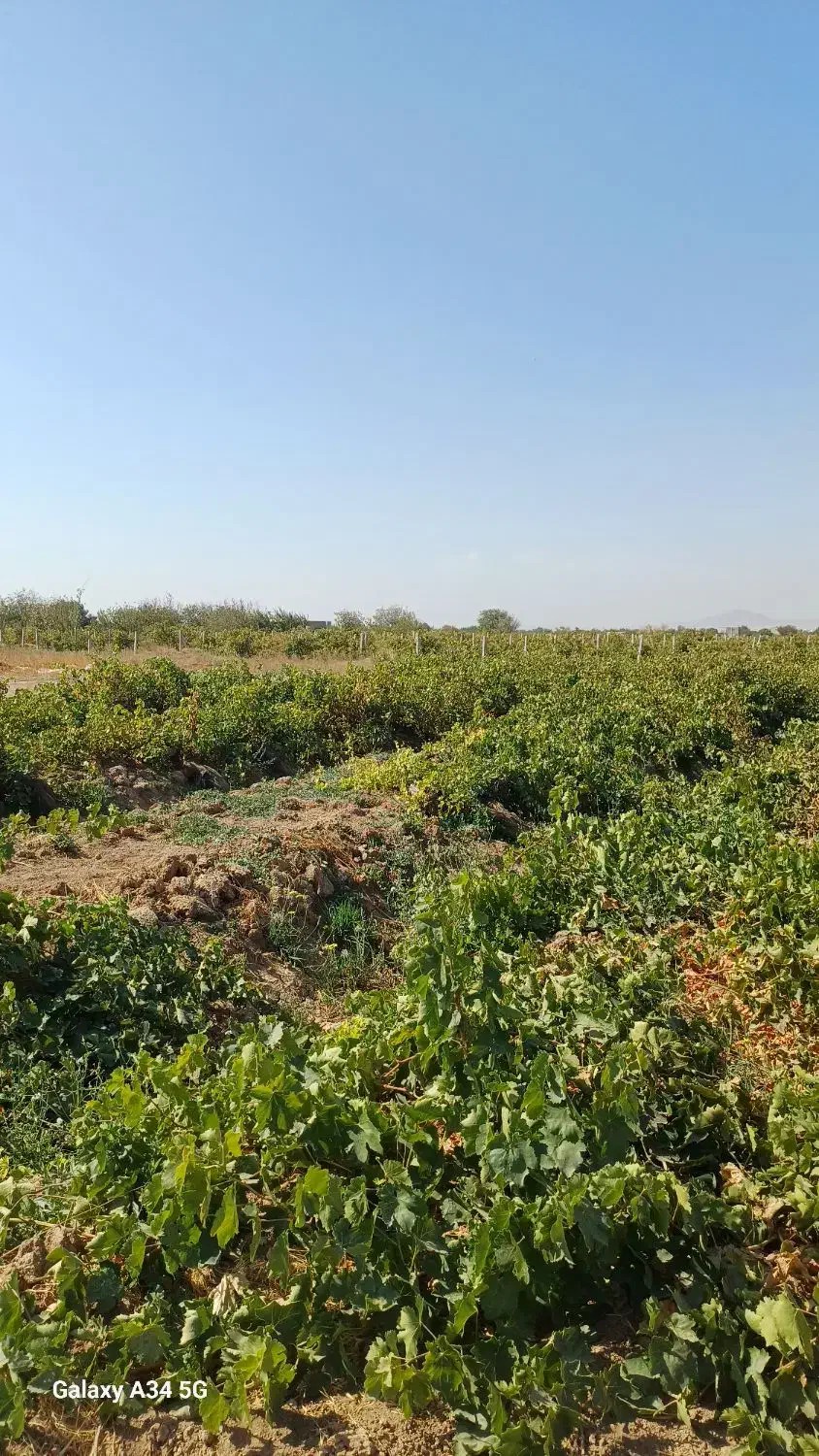 با کمترین هزینه بهترین باغ بخر|فروش دفتر صنعتی، کشاورزی، تجاری|تاکستان, |دیوار