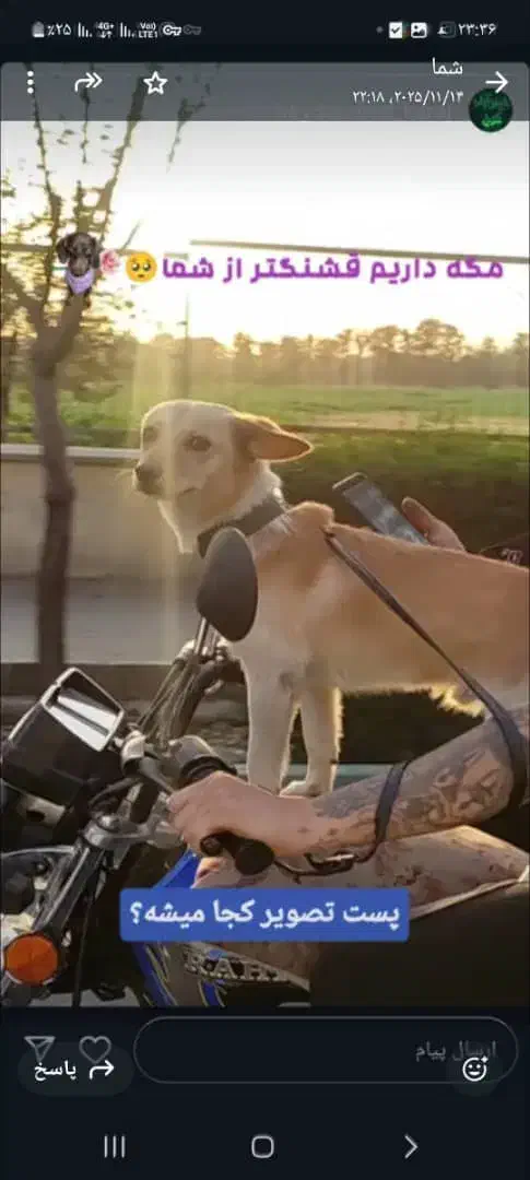 سگ پا کوتاه|سگ|کرج, حیدرآباد|دیوار