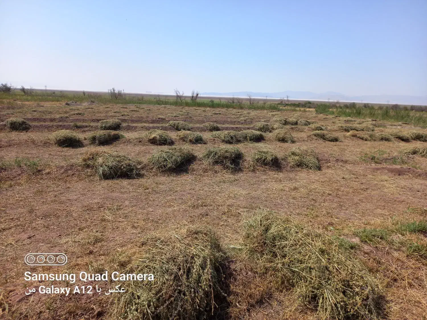 یونجه امسالی مقداری فروشی|لوازم جانبی حیوانات|تسوج, |دیوار