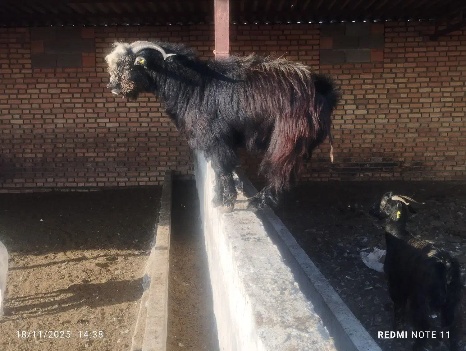 بز جوان نر مست مست|حیوانات مزرعه|سرخنکلاته, |دیوار