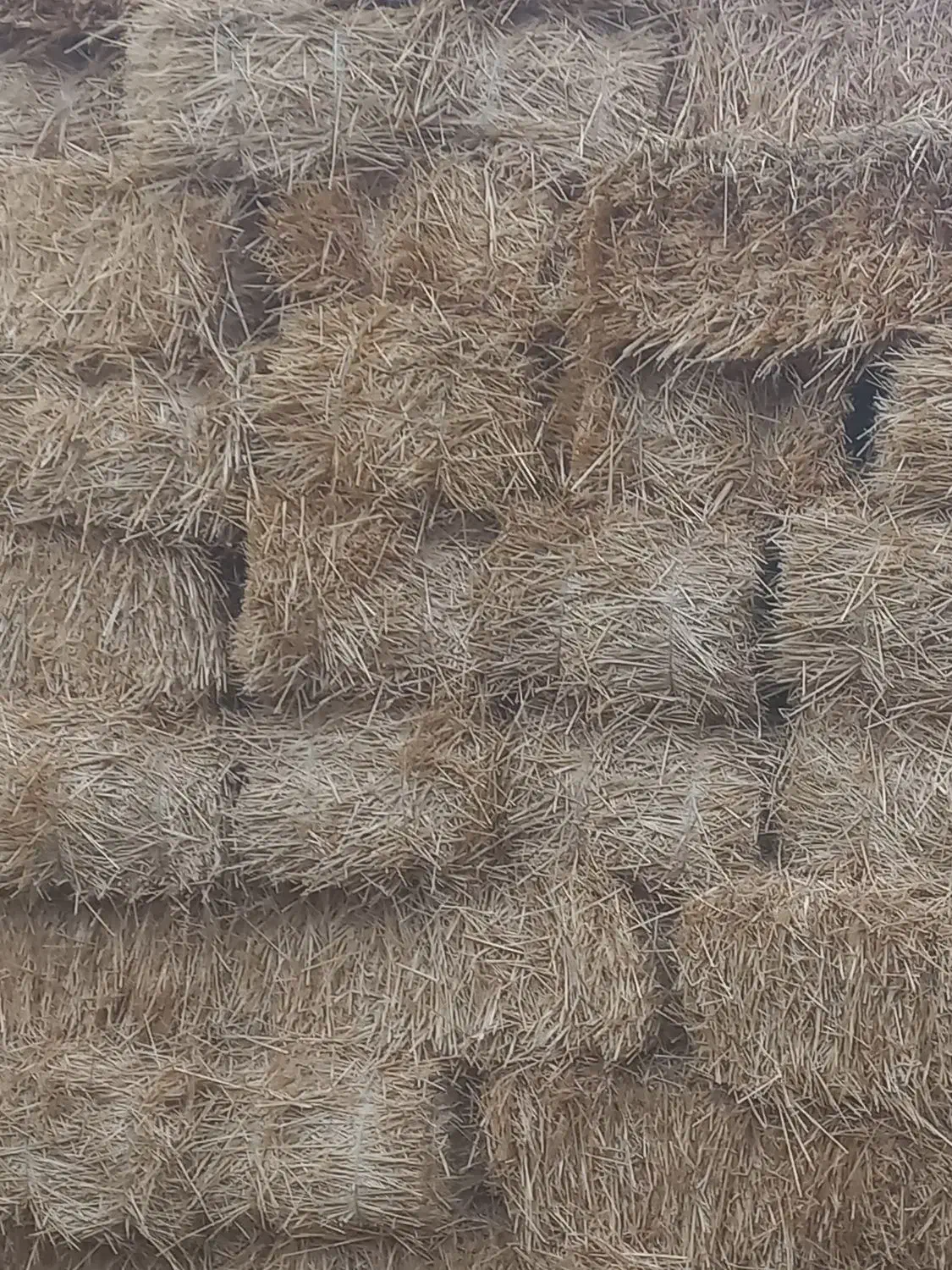 کلش ابی|لوازم جانبی حیوانات|قصابه, |دیوار