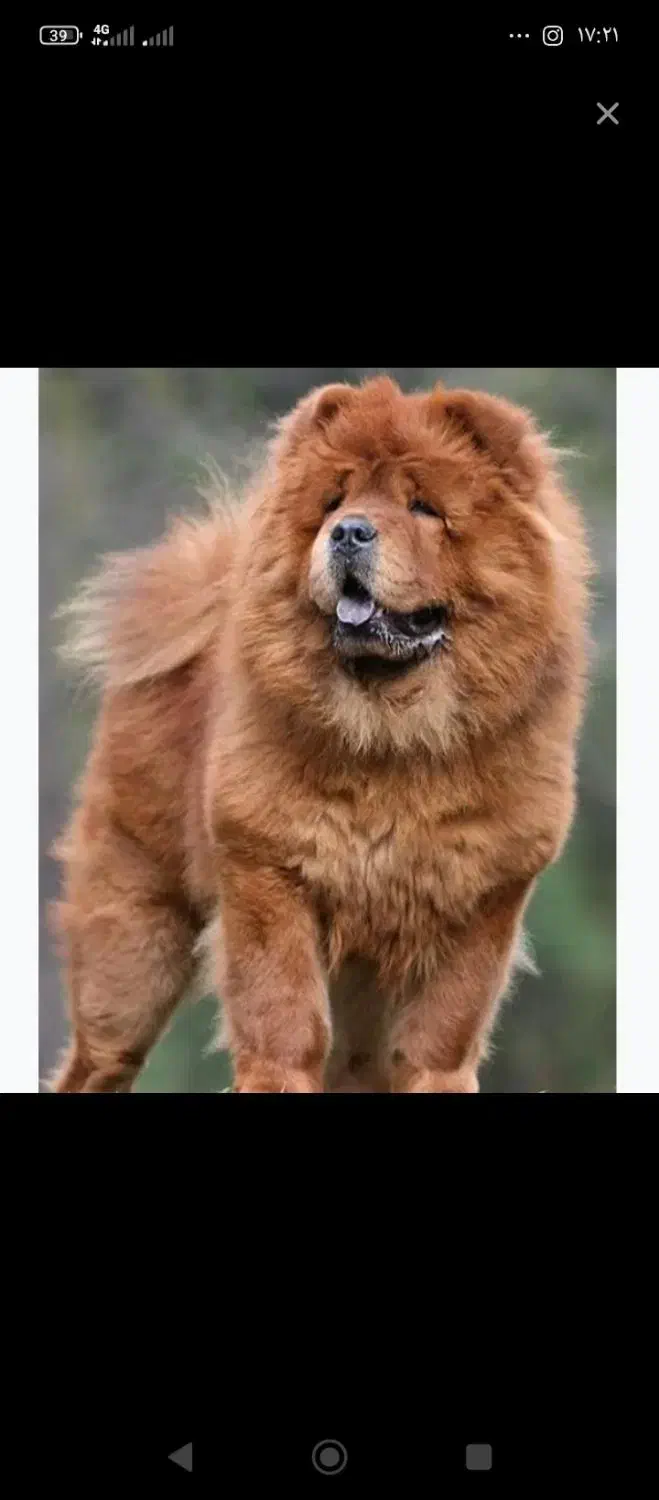 چاو چاو چوچو|سگ|مشهد, بهشت|دیوار