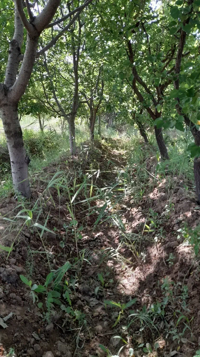 باغچه ۵۰۰متری پیشک۲|فروش زمین و ملک کلنگی|ماهدشت, |دیوار