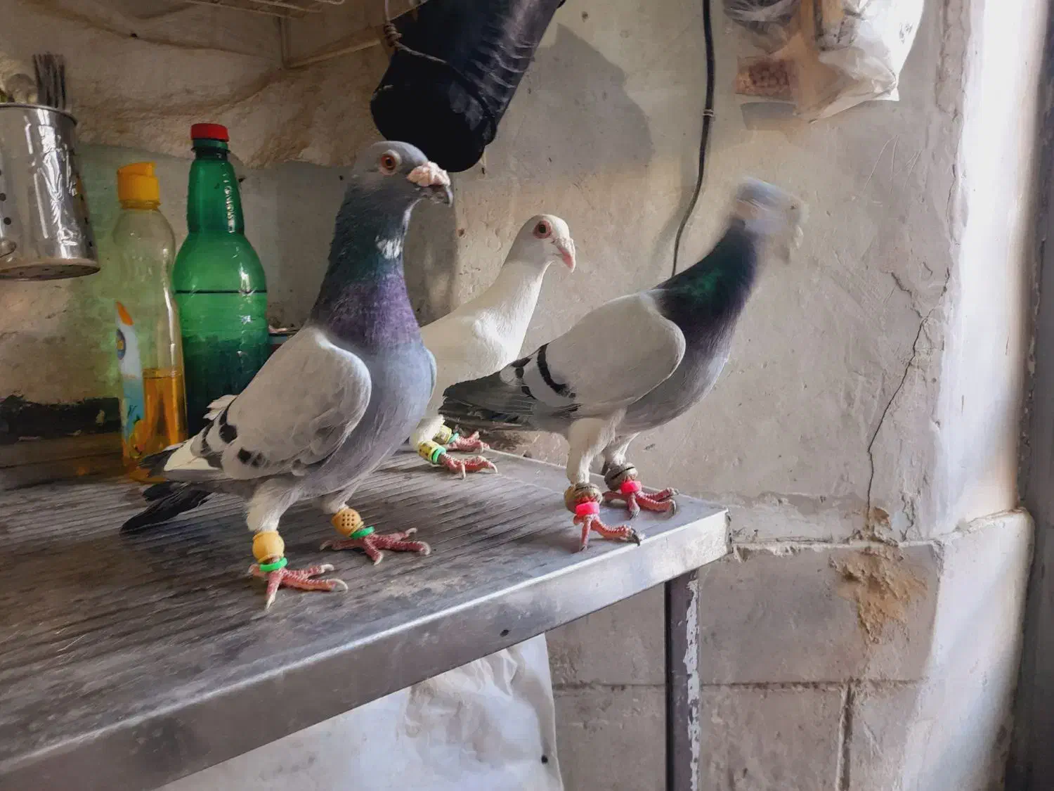 سه تا آلمانی درجه یک|پرنده|بردسکن, |دیوار