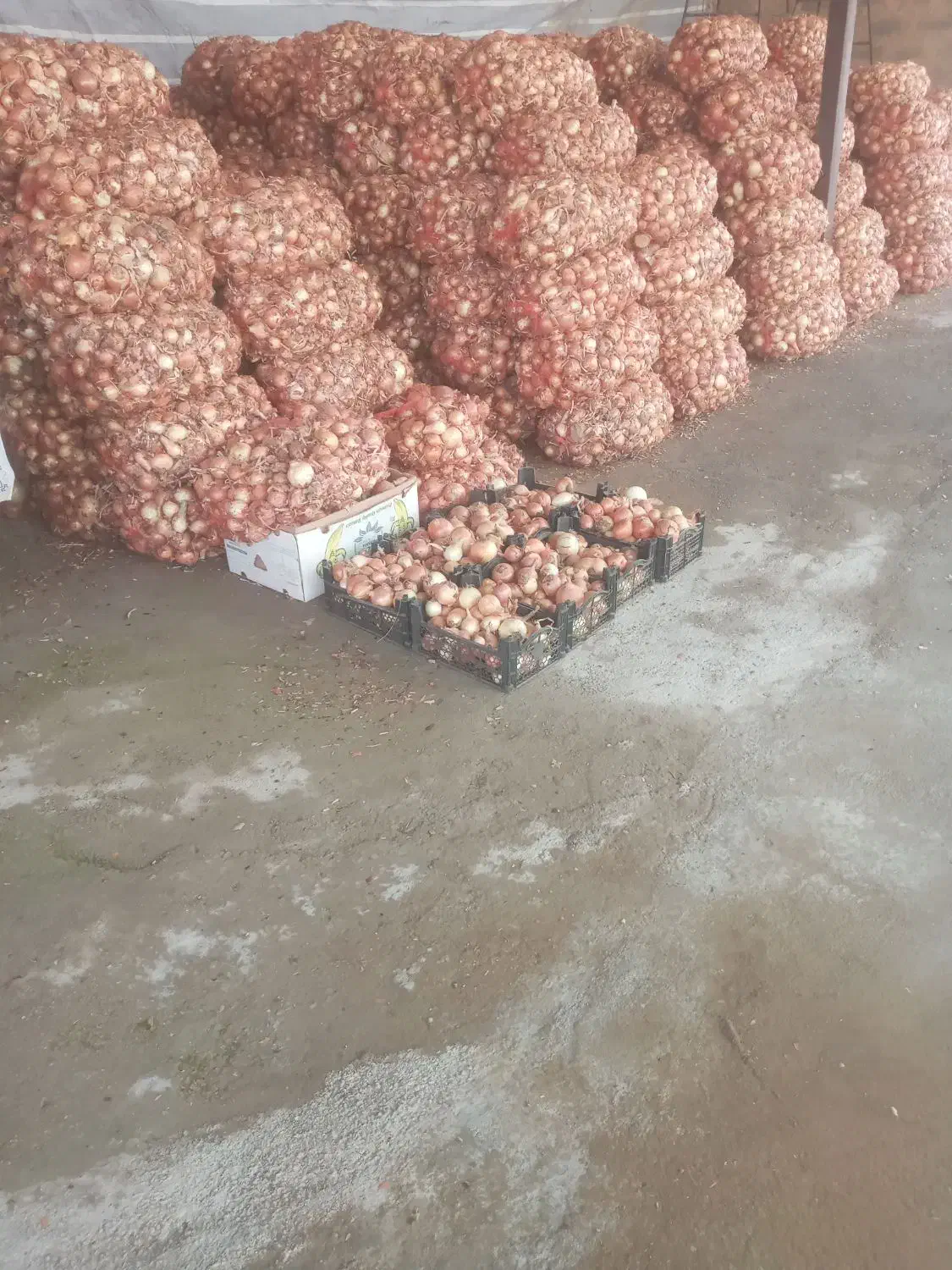 گل زینتی دونه۱۸۰هزار|گل و گیاه طبیعی|اصفهان, بوستان ناژوان|دیوار