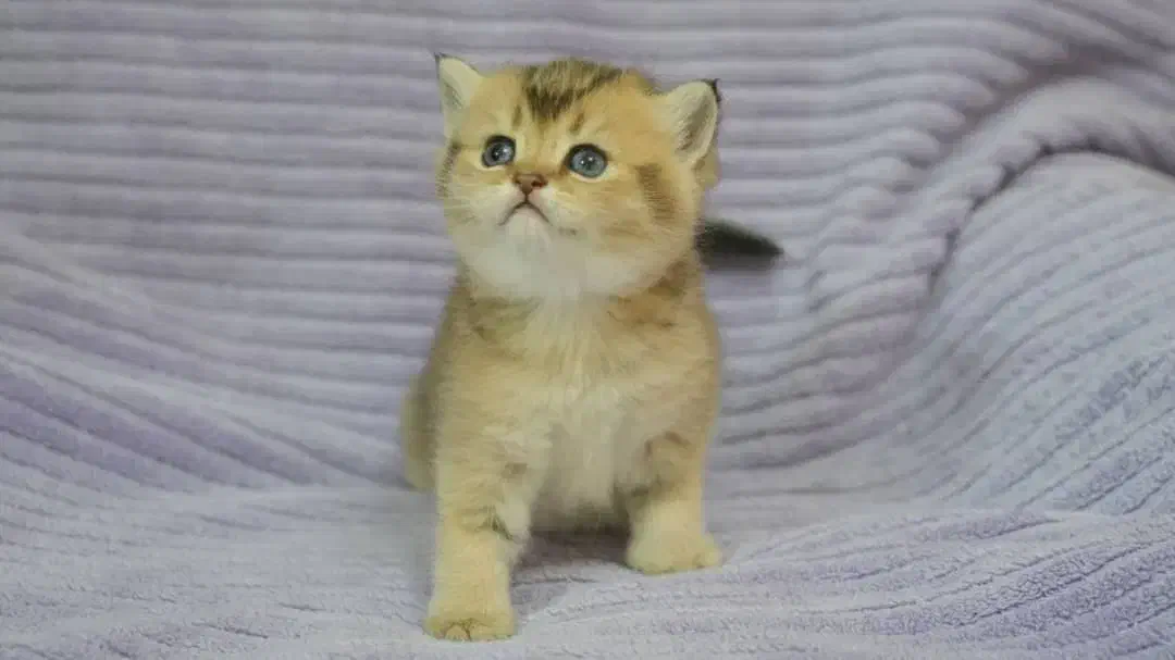 بچه های بریتیش اصیل(چهارباغ بالا)|گربه|اصفهان, باغ زرشک|دیوار