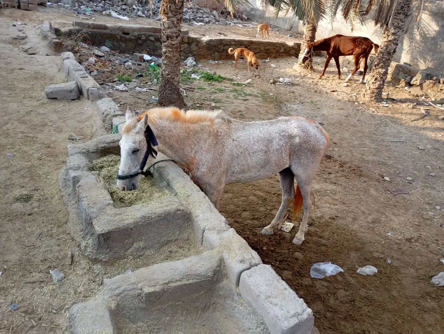 حیوانات|اسب و تجهیزات اسب‌سواری|بندرعباس, |دیوار