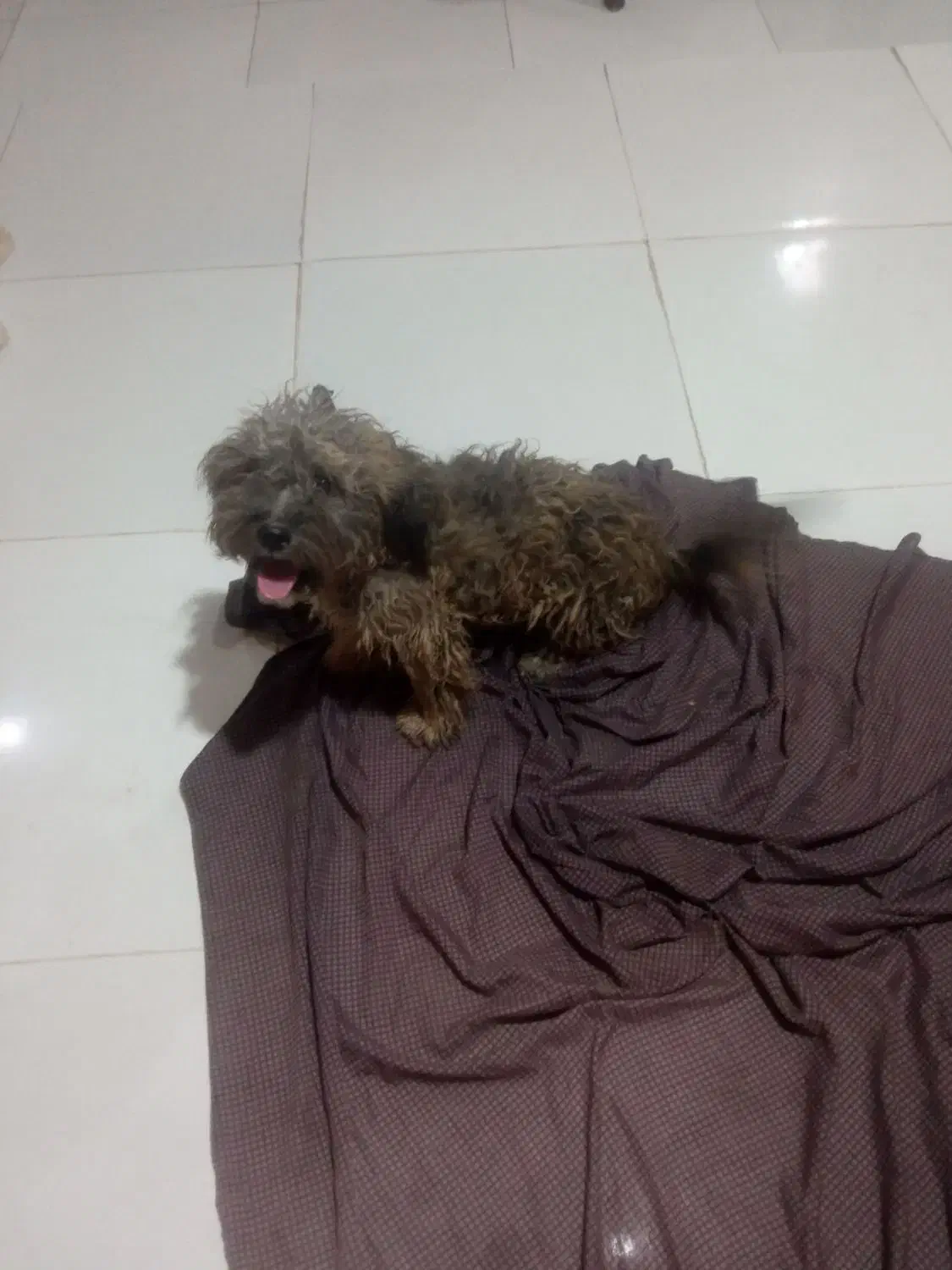 واگذاری پاکوتاه|سگ|سبزوار, باهنر|دیوار