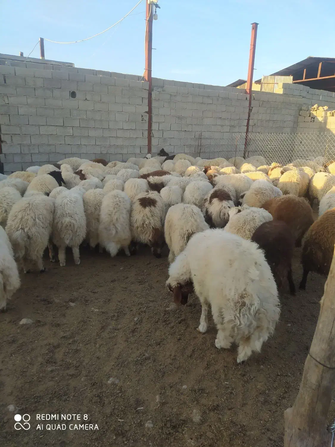 میش یا بره|حیوانات مزرعه|آبدانان, |دیوار