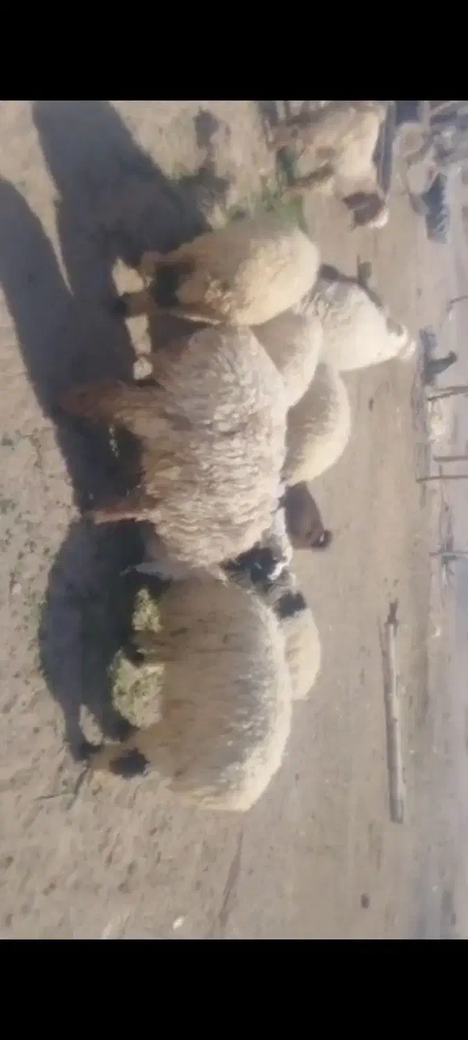 فروش بره نروماده|حیوانات مزرعه|خاش, |دیوار