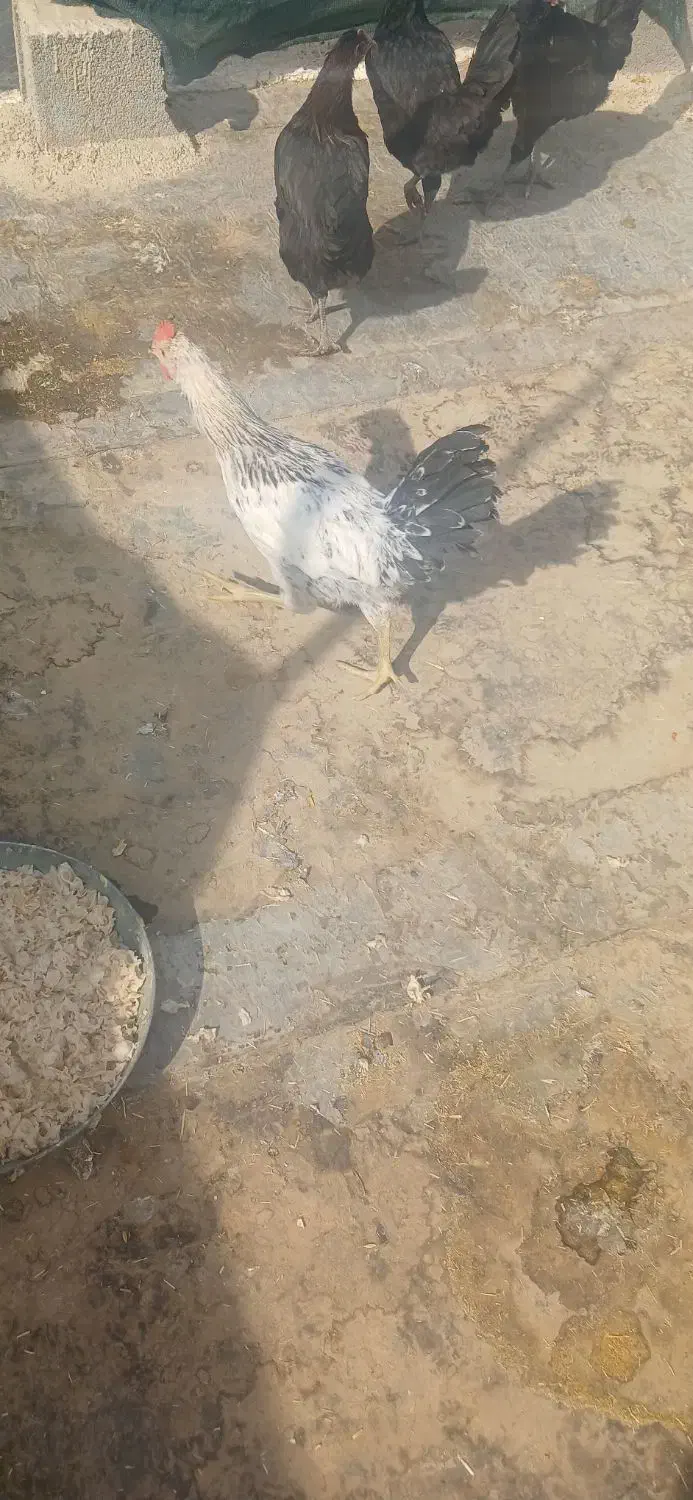 جوجه خروس|حیوانات مزرعه|شیراز, انجیره|دیوار