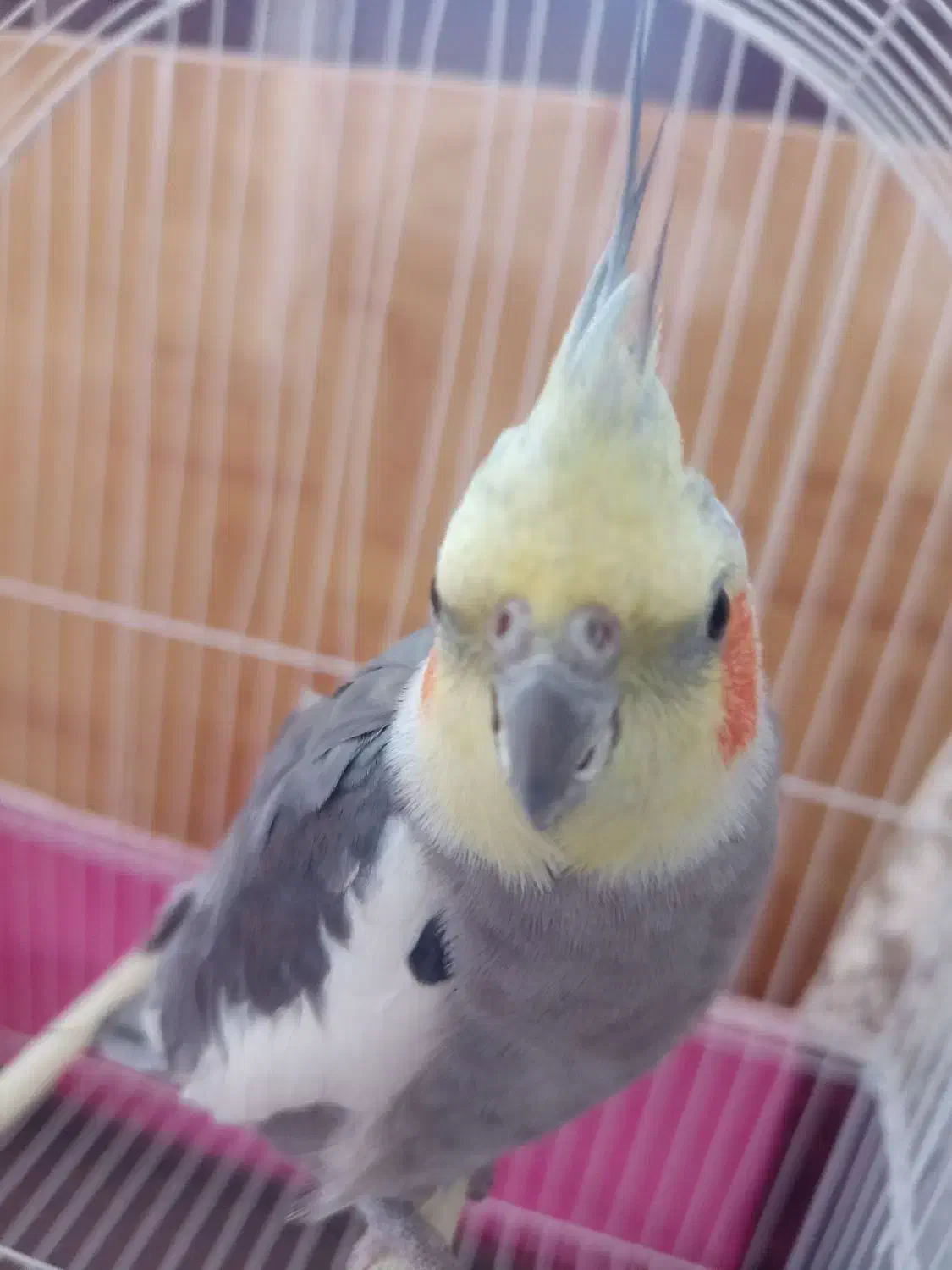 عروس هلندی نر|پرنده|ملکان, |دیوار