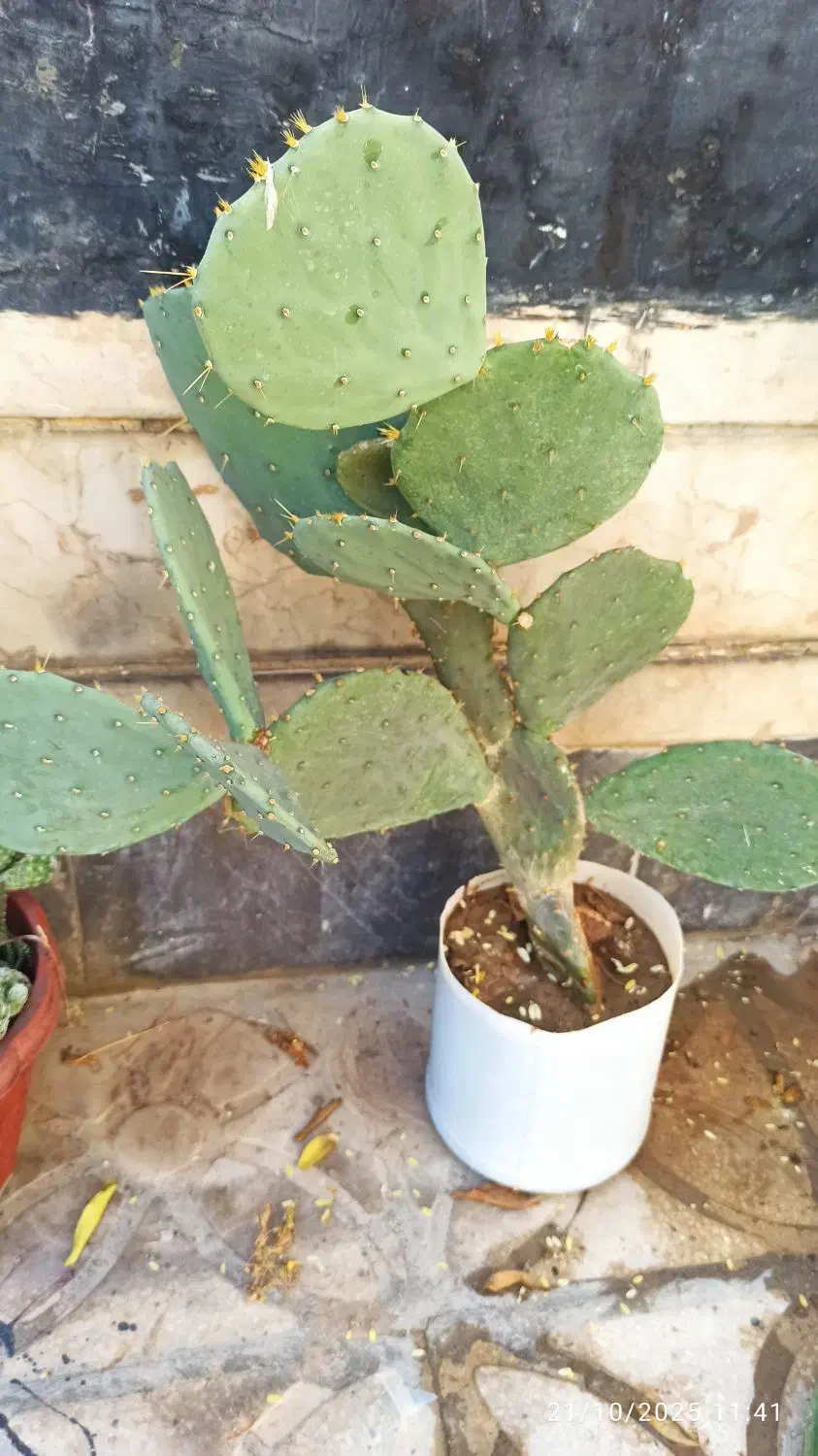 کاکتوس بسیار زیبا ومفید|گل و گیاه طبیعی|شیراز, ریاستی|دیوار