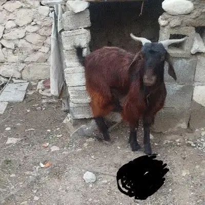 کهره نر|حیوانات مزرعه|خورموج, |دیوار