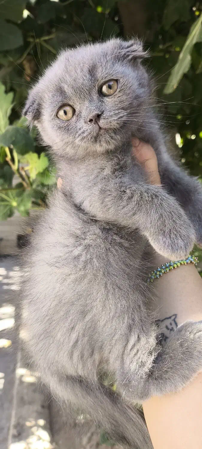 توله گربه نژاددار|گربه|شیراز, تندگویان|دیوار