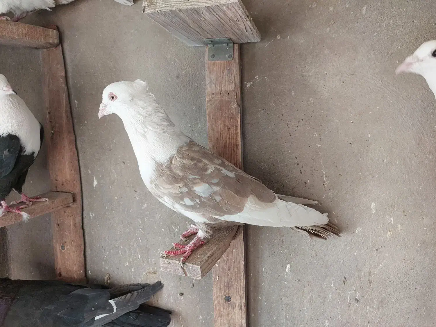 کبوتر تبعیدی|پرنده|قم, الغدیر|دیوار