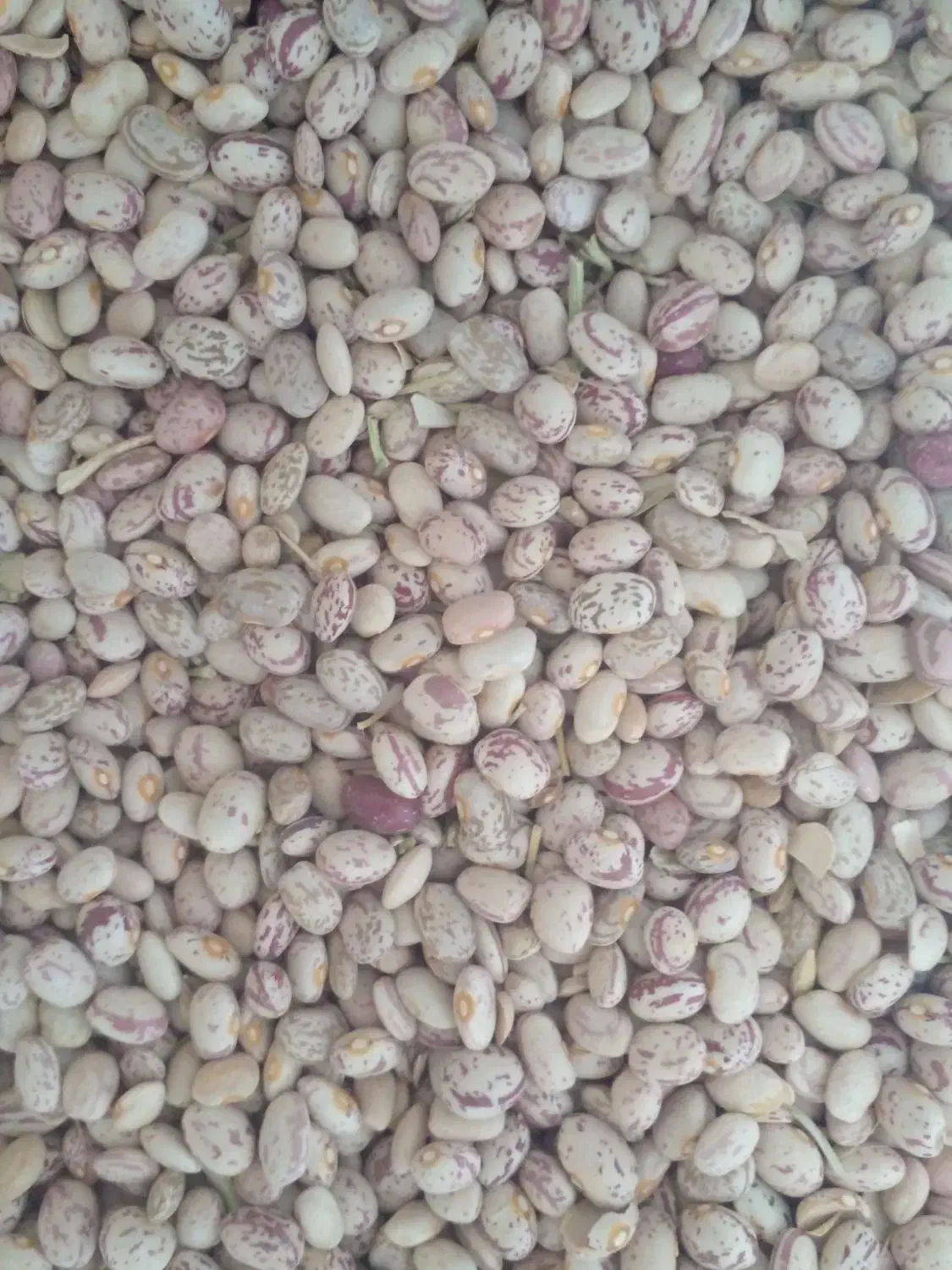 لوبیا چیتی امسال|عمدهفروشی|خرم بید, |دیوار