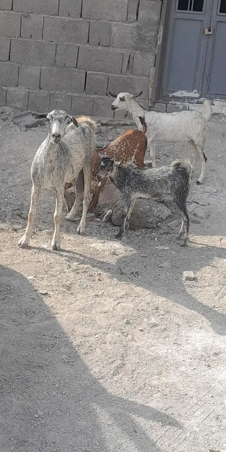 بز سقلوزا عالی|حیوانات مزرعه|جاسک, |دیوار