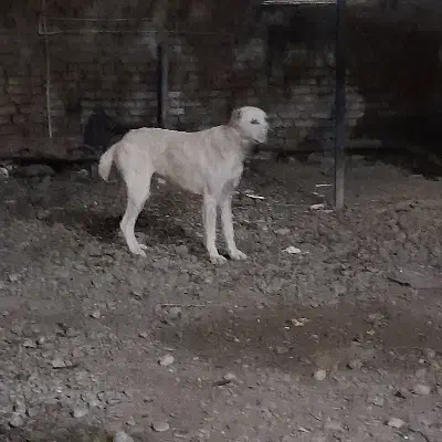 آلابای نر .10 ماهه|سگ|انبارآلوم, |دیوار