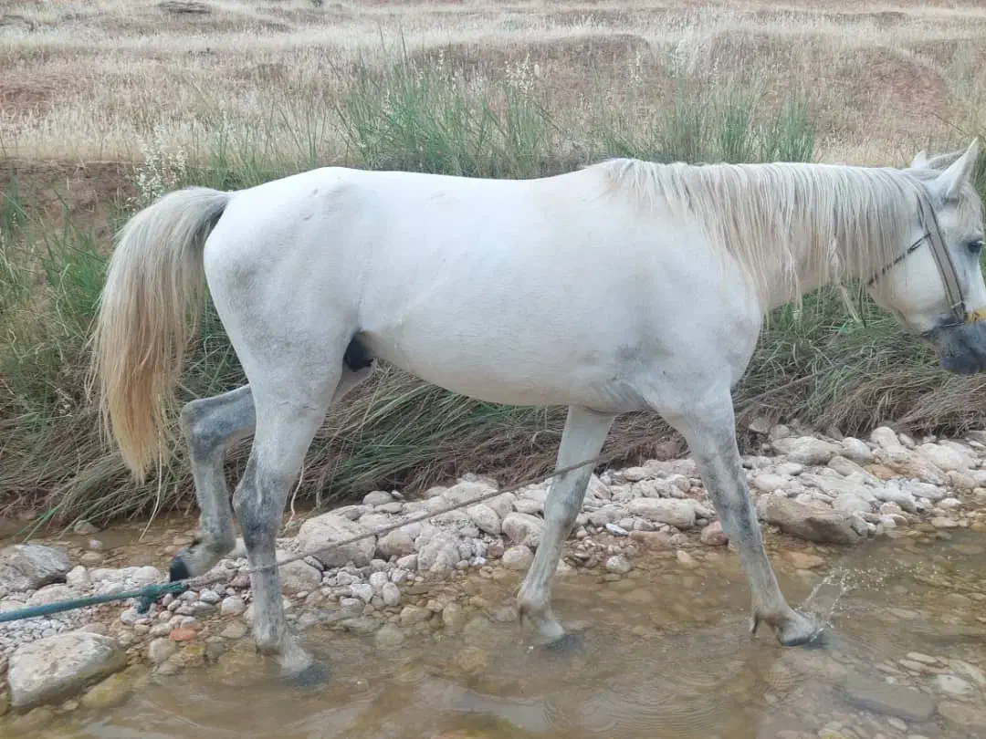 اسب نریان|اسب و تجهیزات اسب‌سواری|ایذه, |دیوار