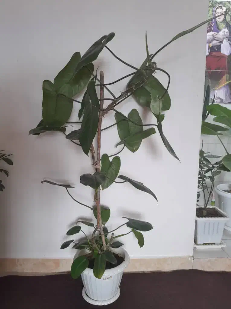 گل و  گیاه اپارتمانی|گل و گیاه طبیعی|اهر, |دیوار