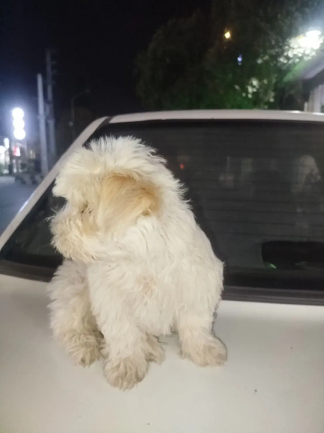 توله شیتزو دوماه ونیم|سگ|ورامین, ورامین|دیوار