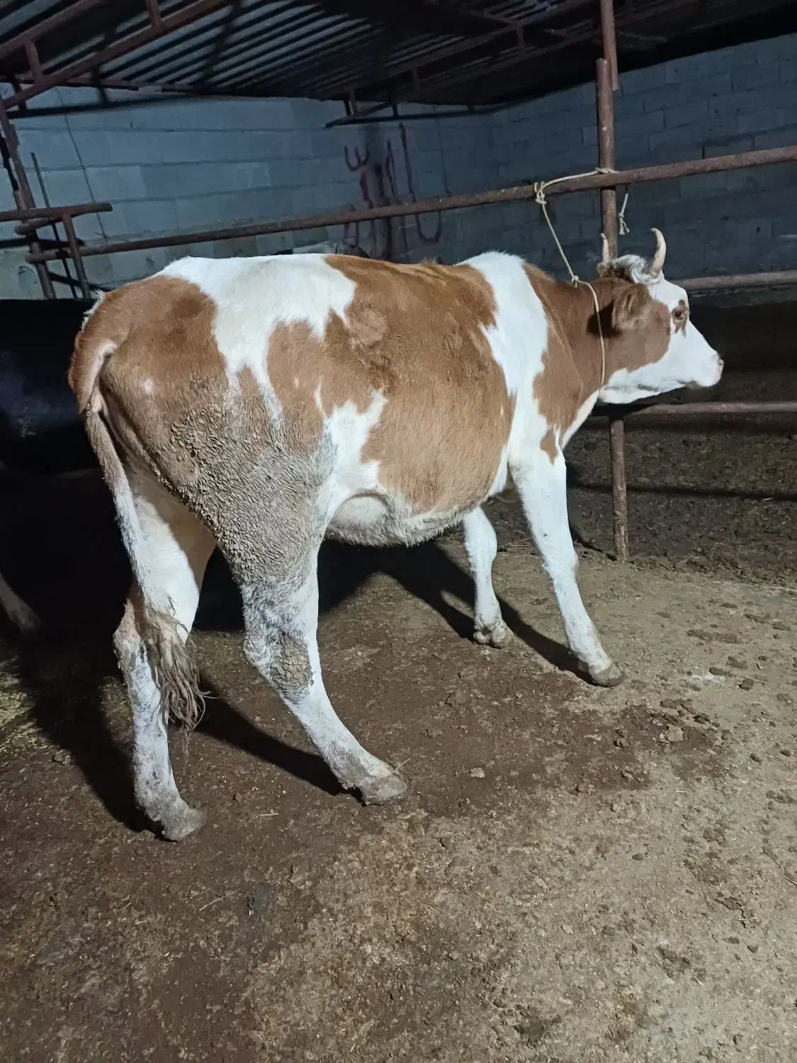 تلیسه دورگ سیمینتال چاق چاق گوساله گاو|حیوانات مزرعه|گمیشان, |دیوار