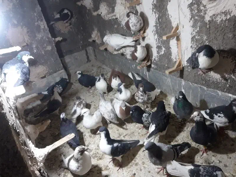 کفتر|پرنده|نیشابور, باغرود|دیوار