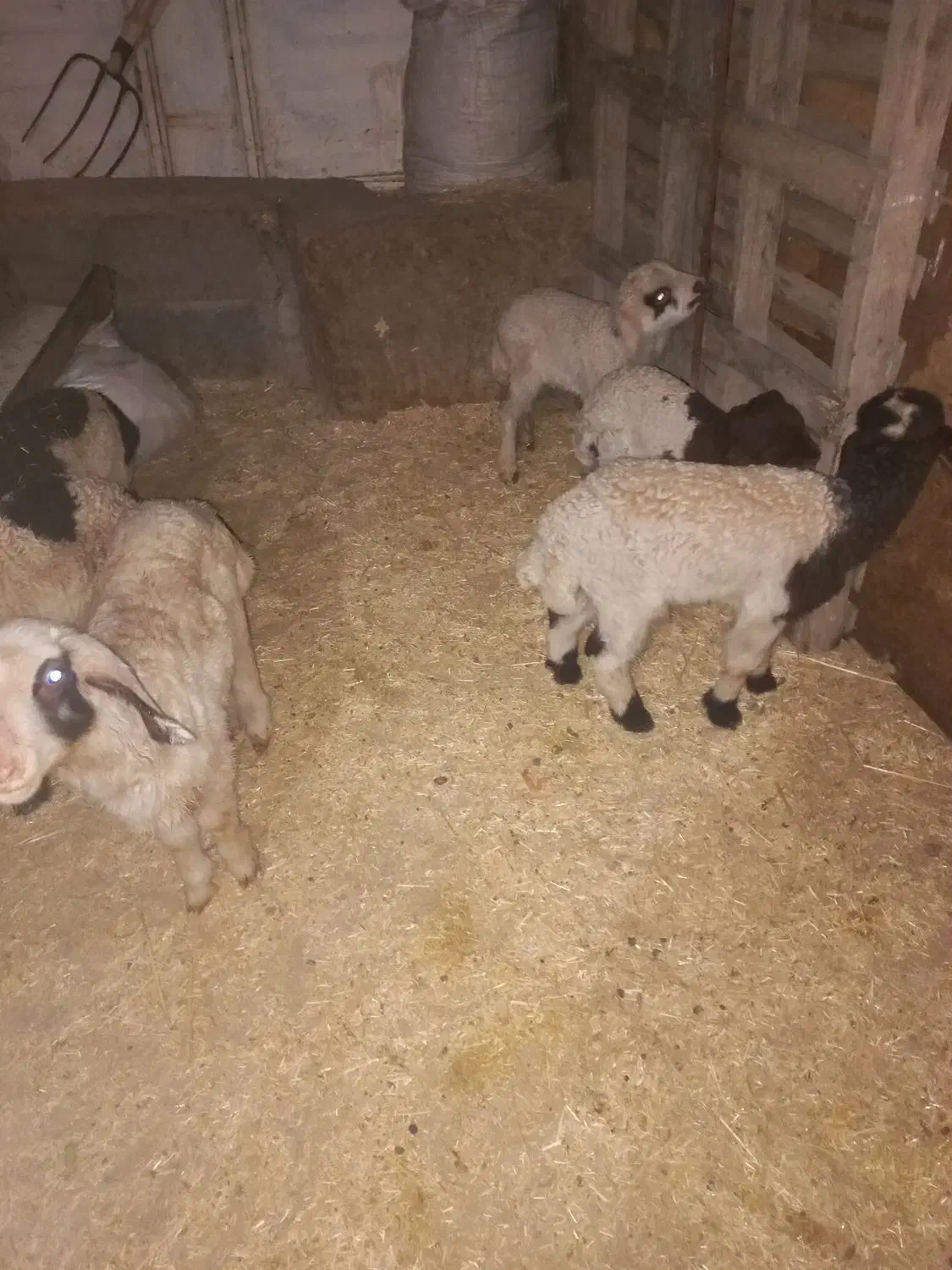 ۷راس میش وبره گیلانغرب|حیوانات مزرعه|گیلان غرب, |دیوار