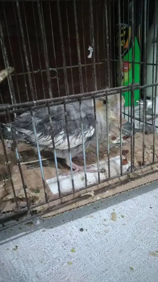 عروس پاریس هلندی سرلاکی|پرنده|باوی, |دیوار