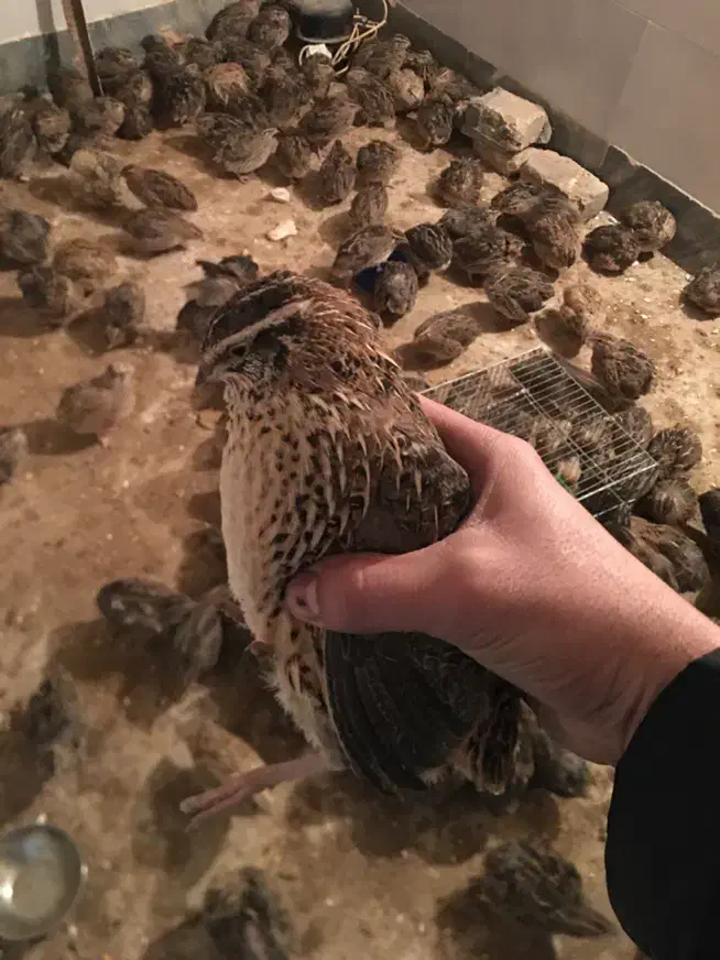 بلدرچین|حیوانات مزرعه|قم, سید معصوم|دیوار