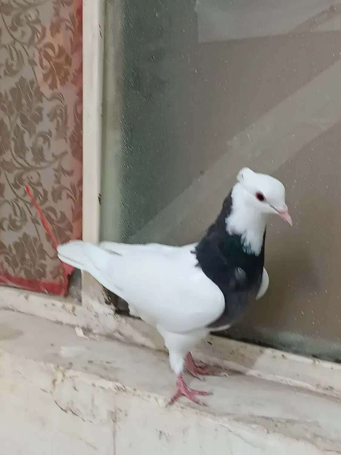 کبوتر|پرنده|اهواز, زرگان|دیوار