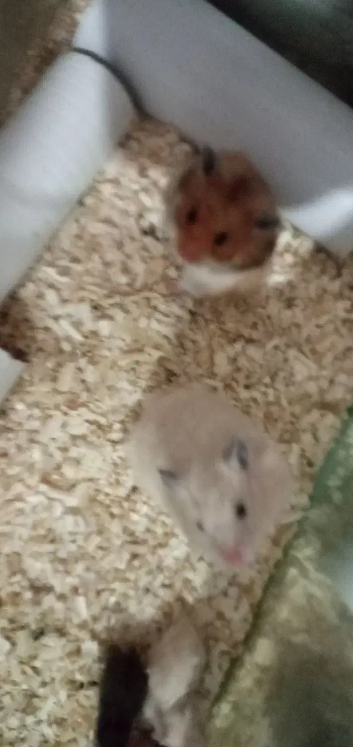 همستر سنجابی|موش و خرگوش|بندرعباس, |دیوار