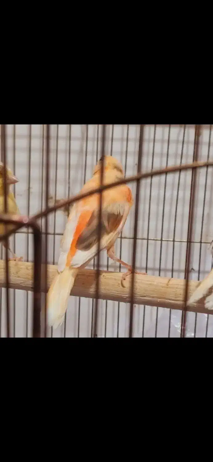 جفت قناری|پرنده|تربت جام, فاز ۲ فرهنگیان|دیوار