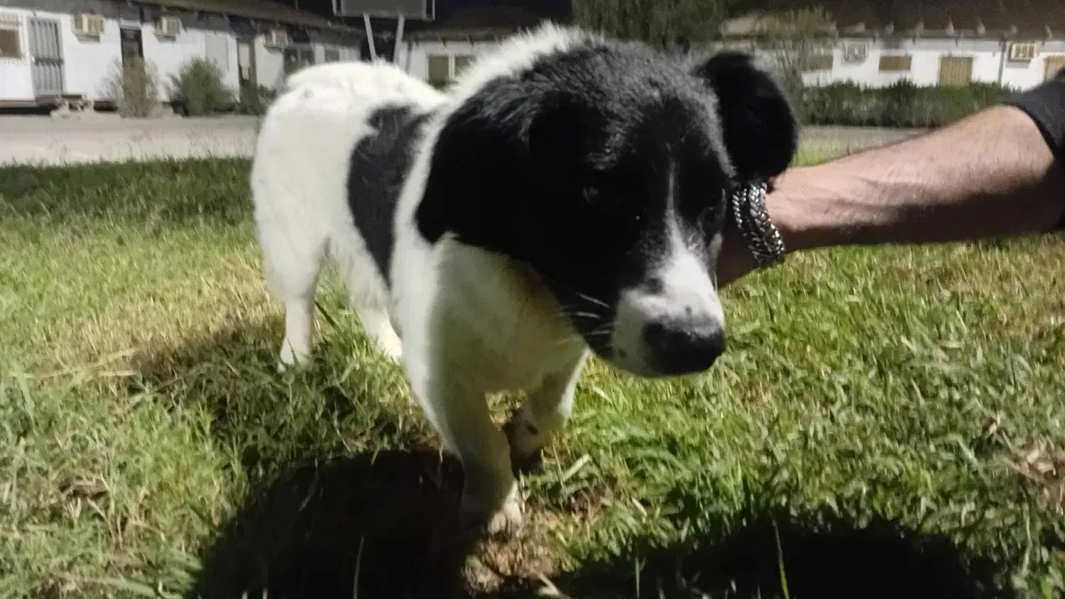 سگ پیداشده|حیوانات|بوشهر, |دیوار