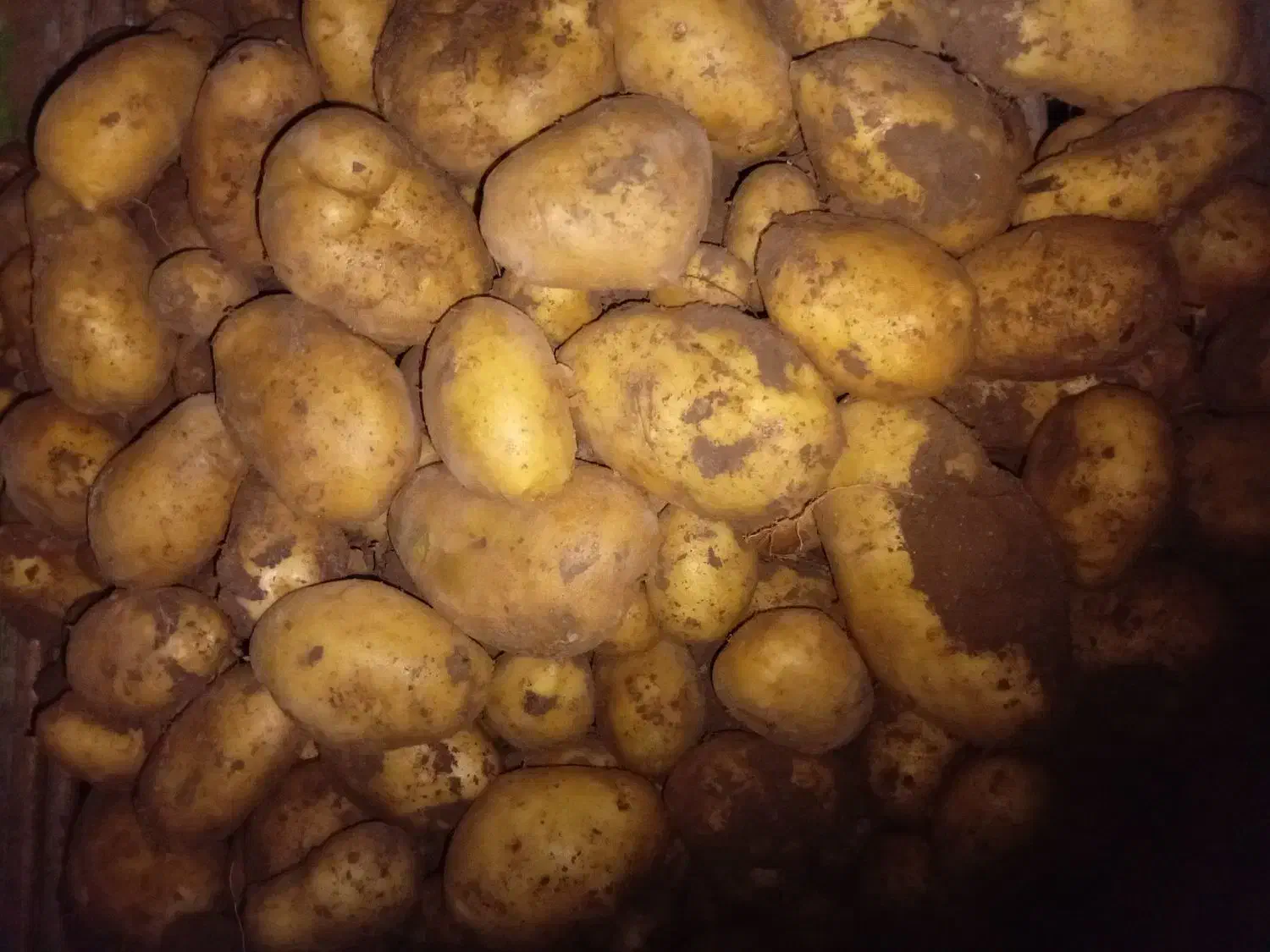 سیب زمینی لوکس ۲۵هزار|خوردنی و آشامیدنی|خاوه, |دیوار