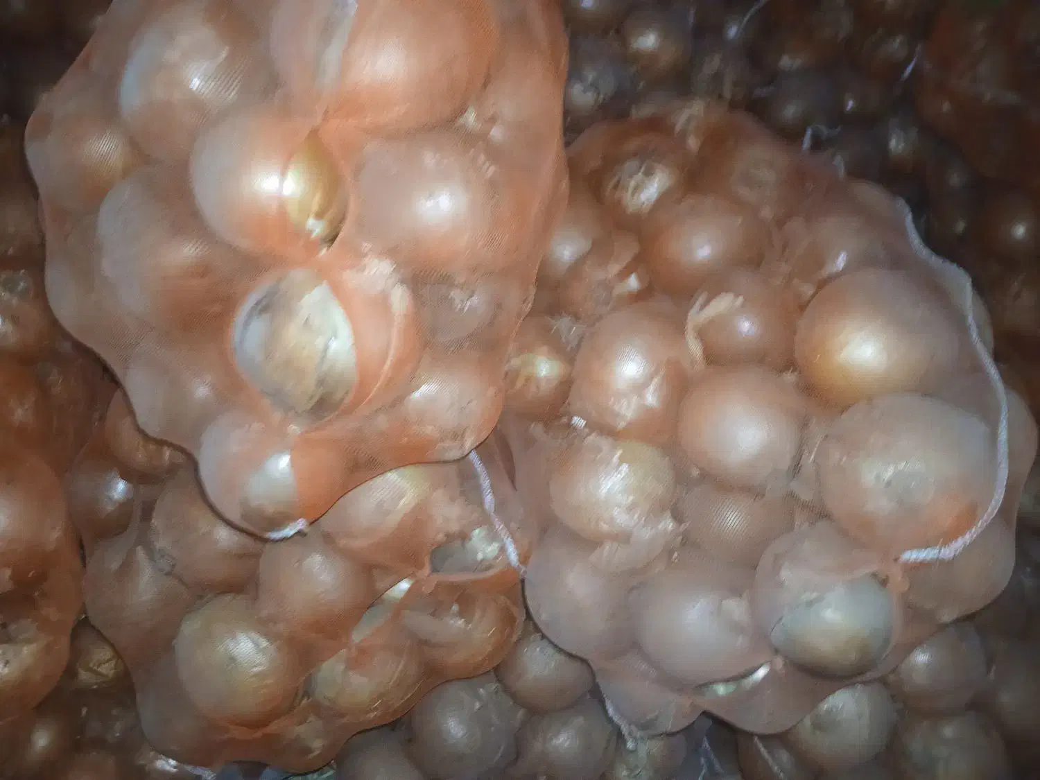 پیاز|خوردنی و آشامیدنی|شیراز, لب آب|دیوار