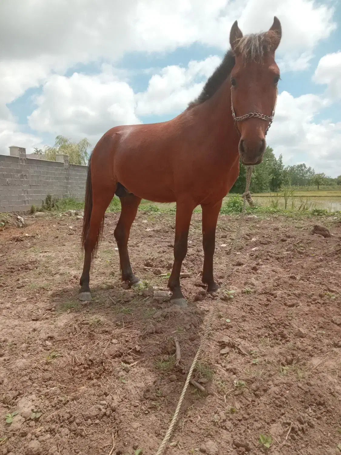 فروش اسب|اسب و تجهیزات اسب‌سواری|خمام, |دیوار