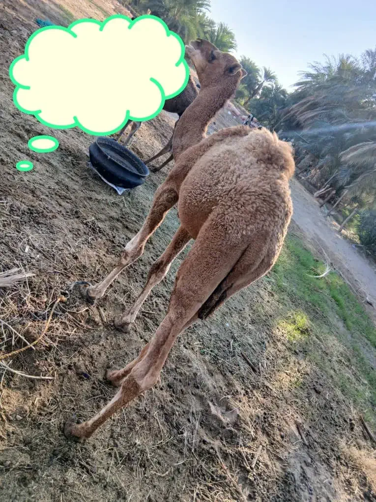 چهار عدد هاشی|حیوانات مزرعه|دلگان, |دیوار