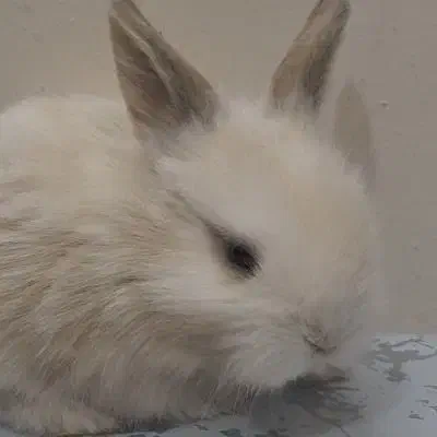 فروش خرگوش|موش و خرگوش|اصفهان, زاجان|دیوار