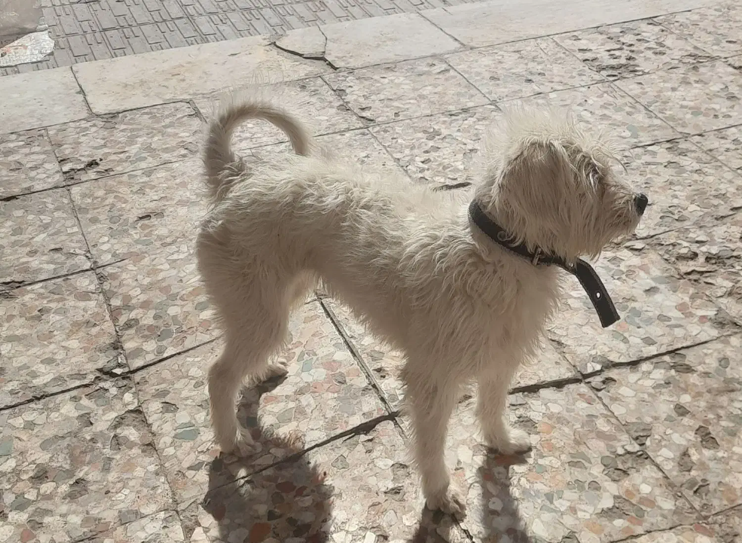 سگ خانگی و بازیگوش|سگ|سیرجان, |دیوار