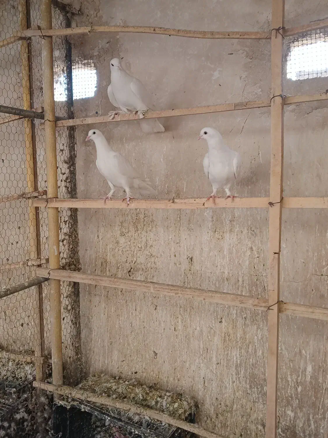 کفتر|پرنده|قم, چهار مردان|دیوار