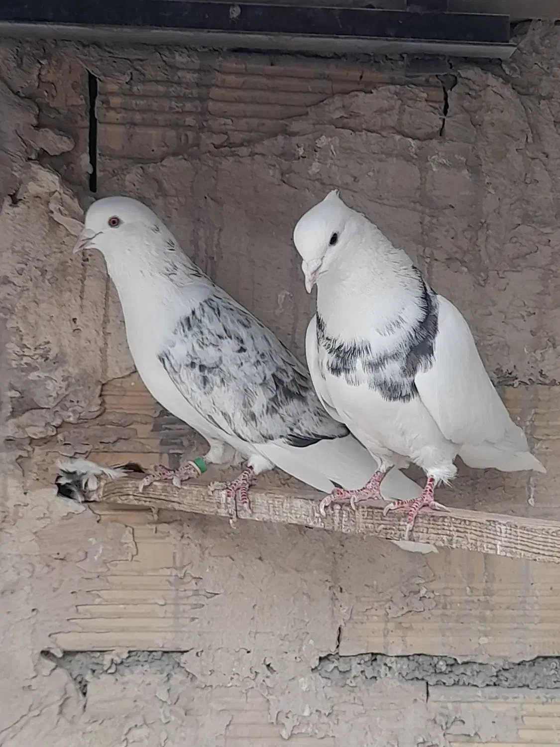 کبوتر پرشی بشرط|پرنده|ری, شهرری|دیوار