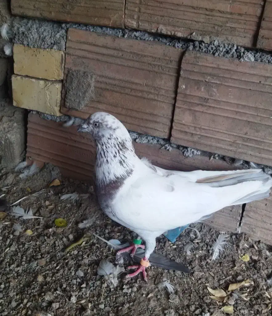 کبوتر کله زرد|پرنده|فاضل آباد, |دیوار