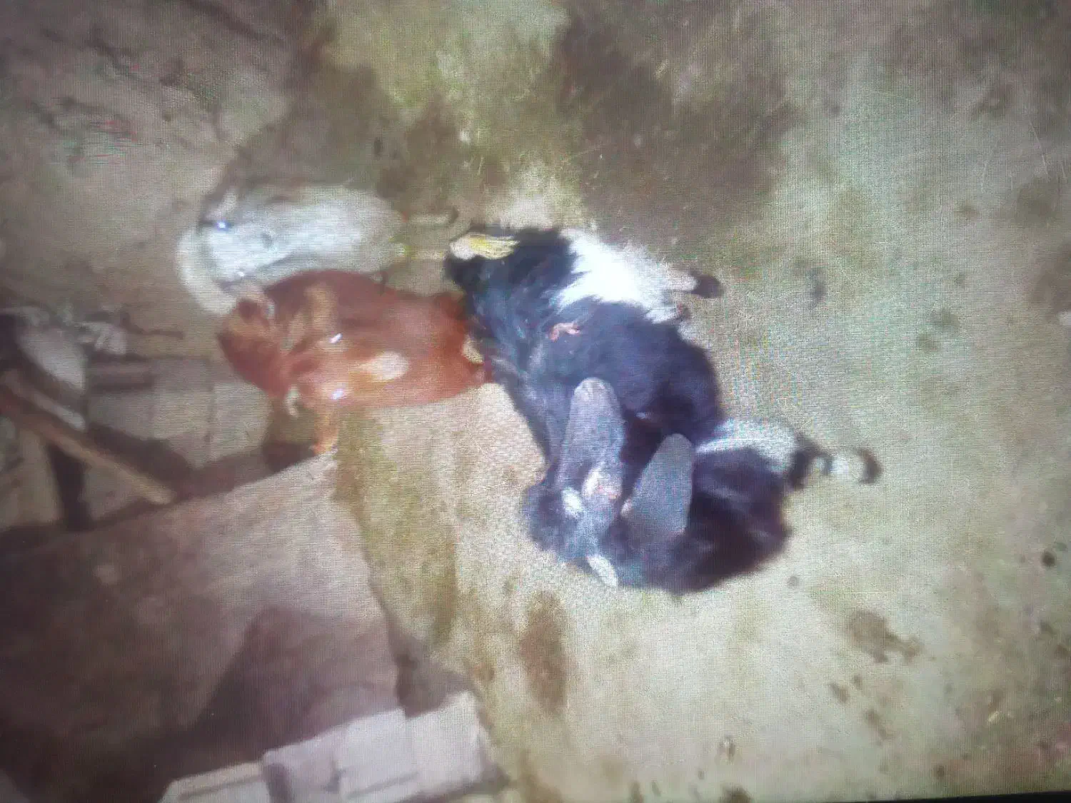 بز نر و ماده|حیوانات مزرعه|قروه, |دیوار