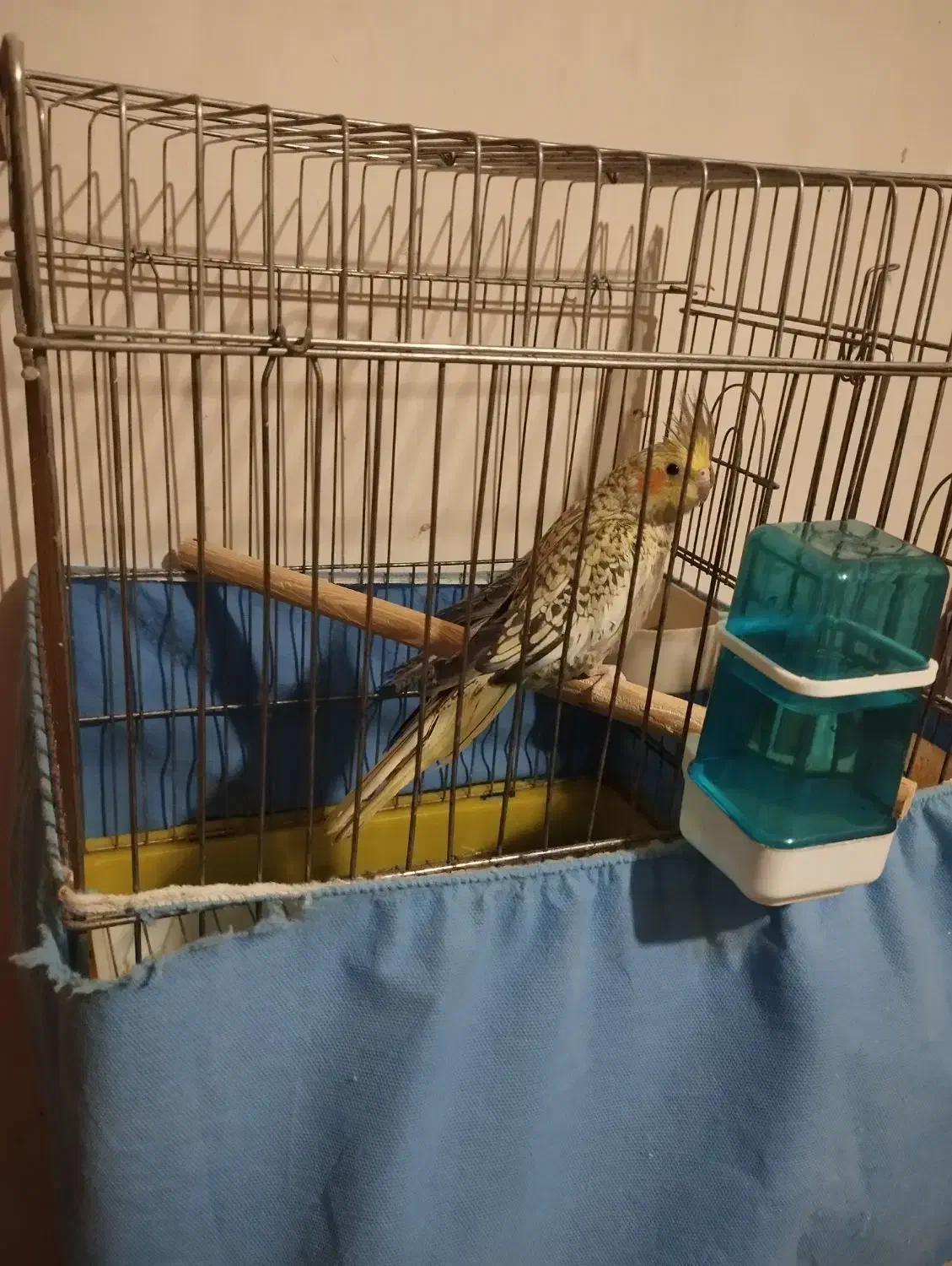 عروس هلندی وگرینچیک|پرنده|ماهدشت, |دیوار