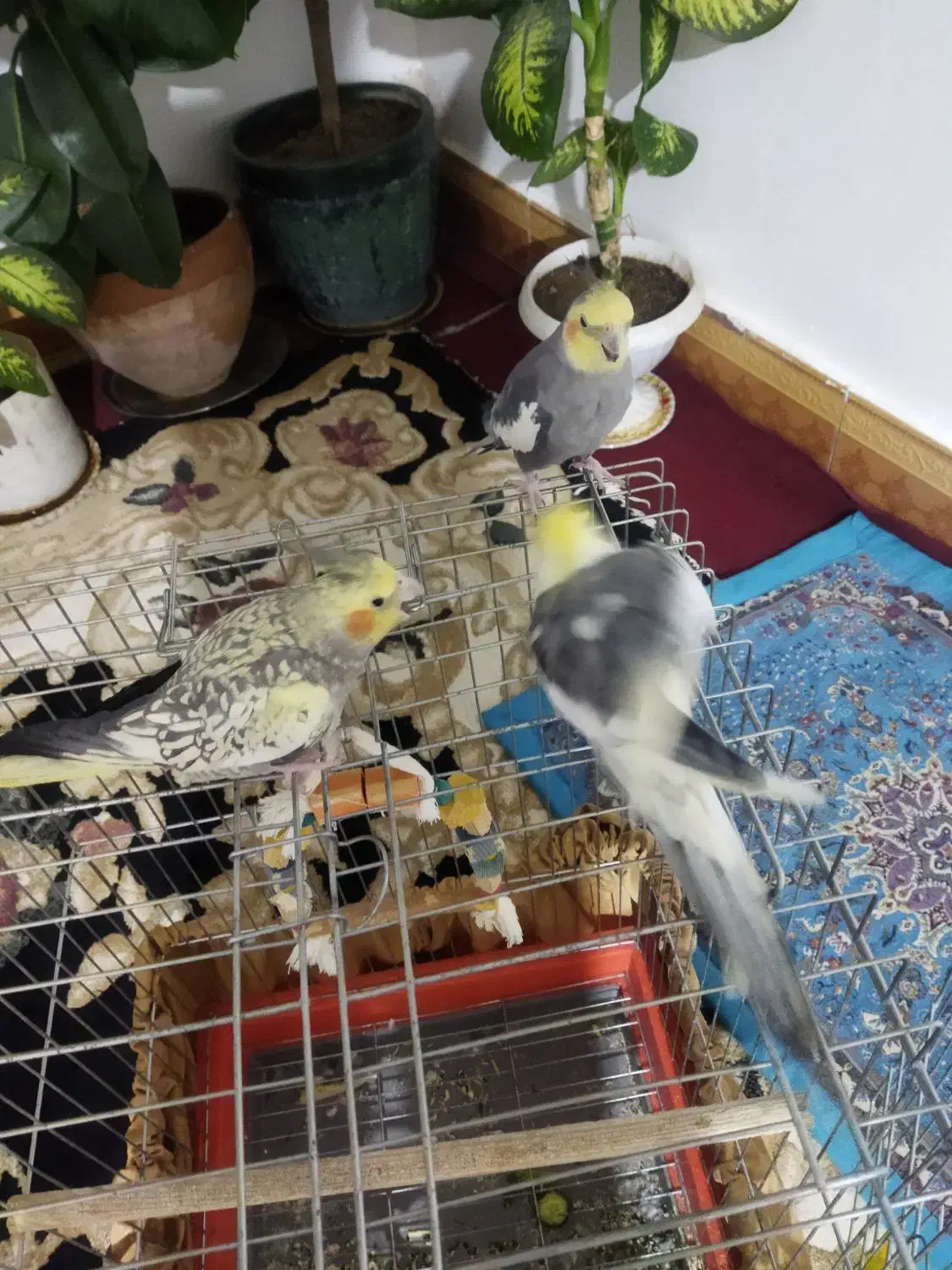 عروس هلندی|پرنده|بروجرد, |دیوار