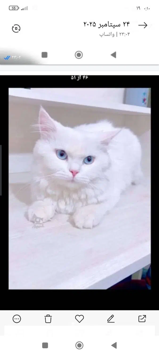 اسکاتیش نر|گربه|کرمان, |دیوار