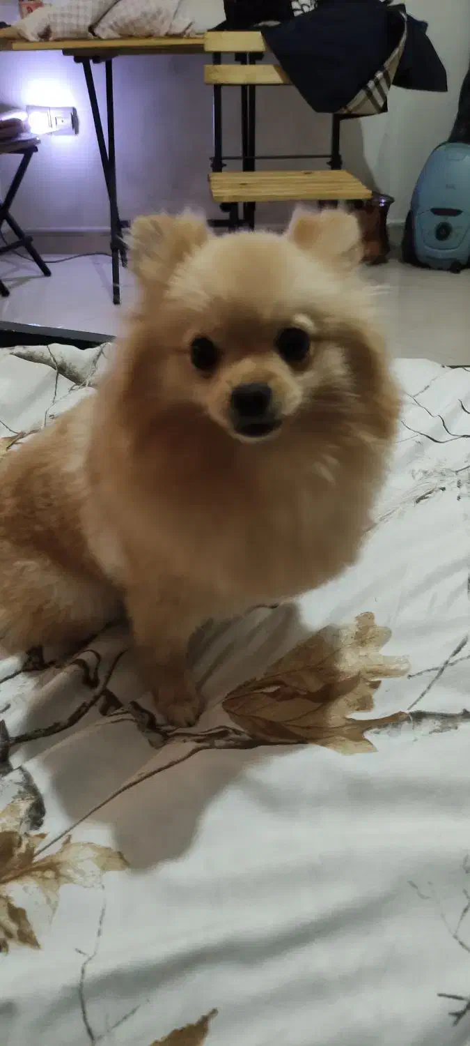 واگذاری سگ پامرین|سگ|مشهد, هنرستان|دیوار